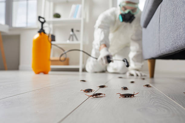 Commercial Rodent Management in Mount Dora